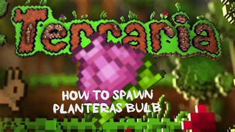 How to Find Plantera Bulb in Terraria. To find Plantera Bulb in Terraria, you will need to reach a Hardmode. After this, you need to kill the other 3 bosses. These are mechanical variations of the standard ones. You need to kill The Twins, The Destroyer, and Skeletron Prime at least once. After that Plantera Bulb will start to spawn in the ...